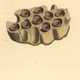 Handcolored lithograph of the nest of the black and yellow mud dauber wasp from Dru Drury's Illustrations of Exotic Entomology, Bohn, London, 1837. (Photo: Florilegius/SSPL/Getty Images)